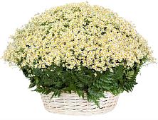 Цветочная композиция из Ромашки в корзине #REPLACE_PRED# Унече